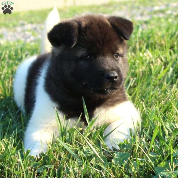 Bill, Akita Puppy